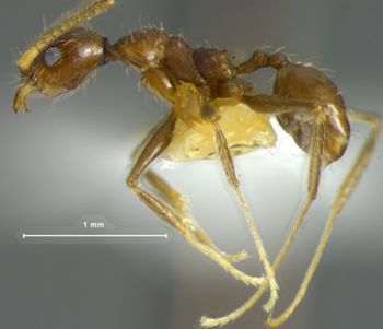 Media type: image; Entomology 32140   Aspect: habitus lateral view 2